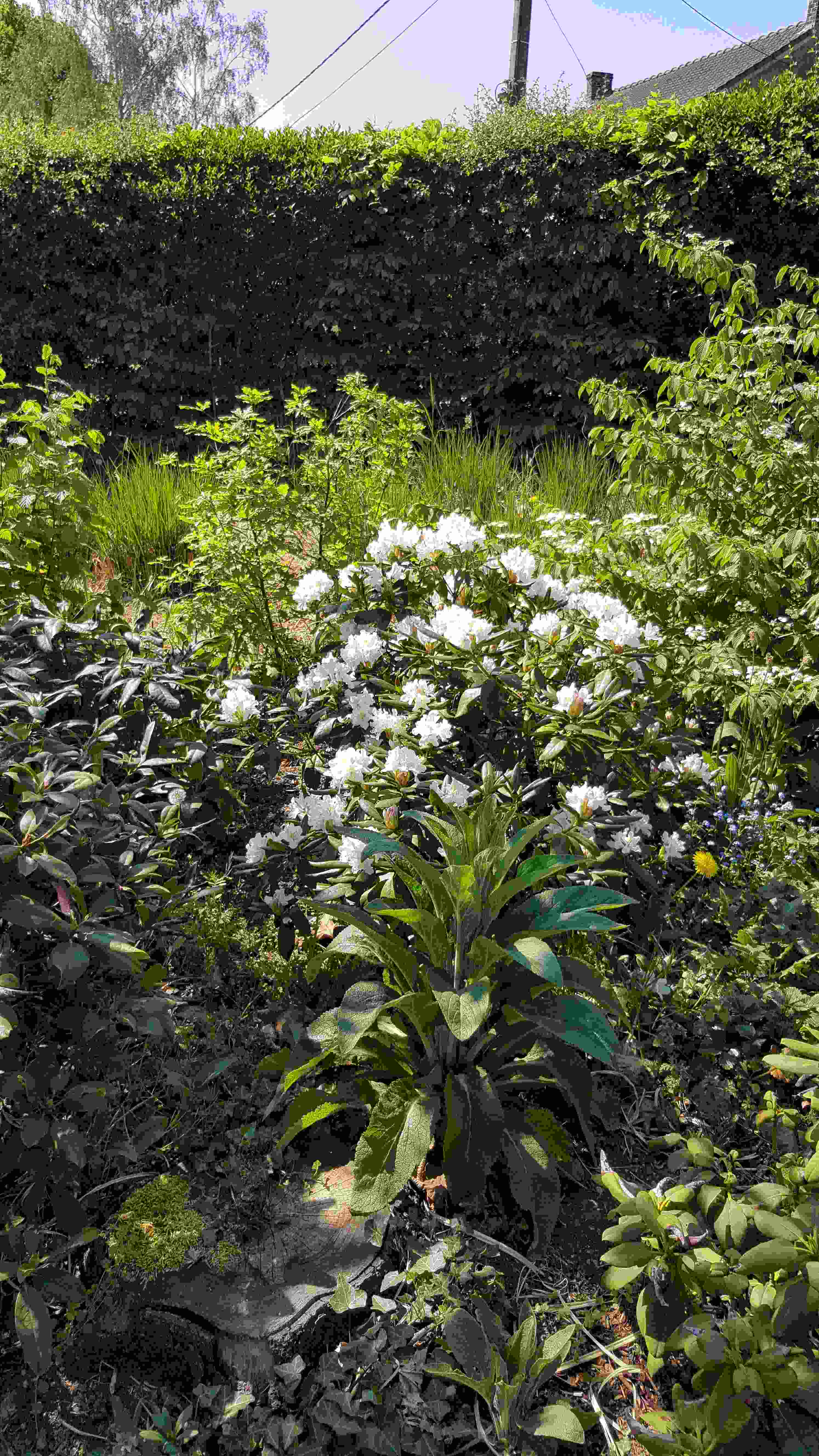 rhodo blanc pltane20200426_123159.jpg